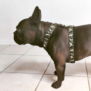 cinturon-perro-camuflage-web.jpg